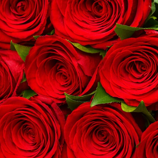 Высокие красные розы (70 см)